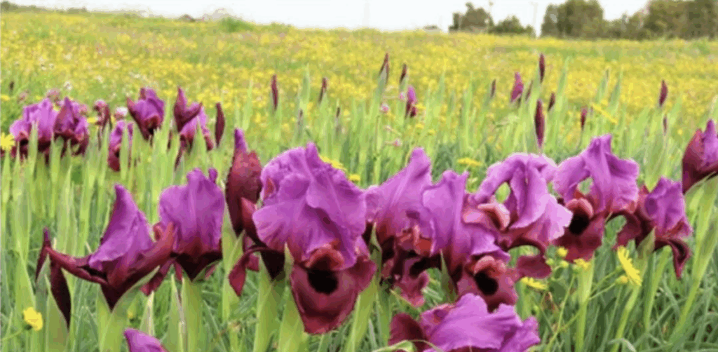 Discover how nature is helping southern communities heal.