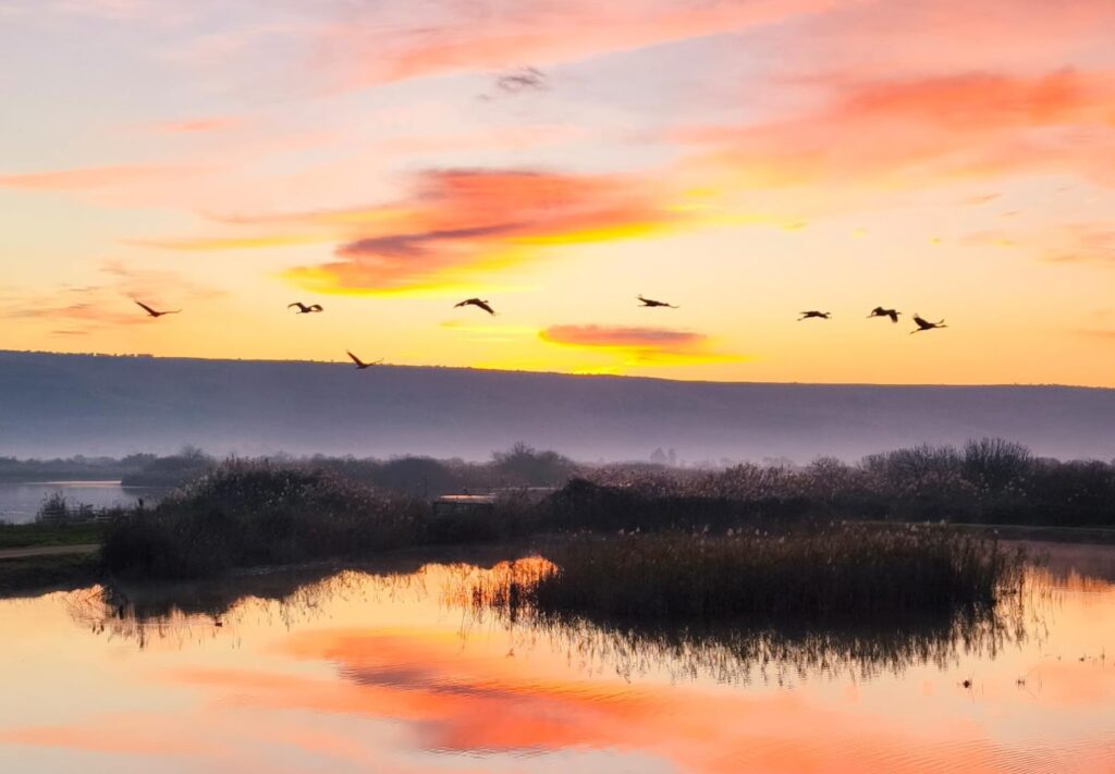 Join Nadav Israeli to explore this national rewilding initiative