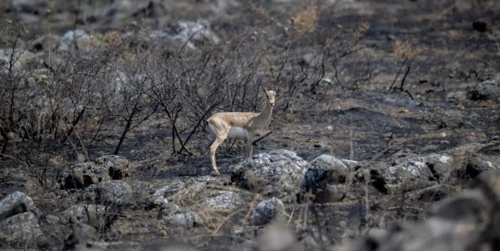 See how Israel’s northern landscapes are healing after the war.