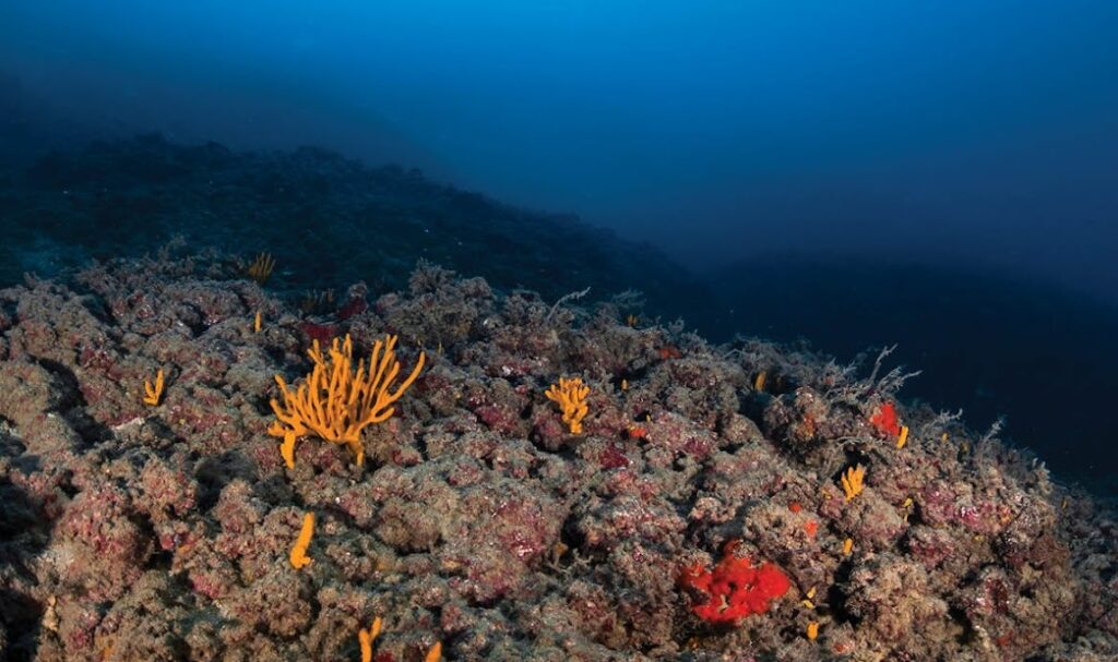 Discover the underwater forests that support marine life and learn how SPNI is working to protect them.