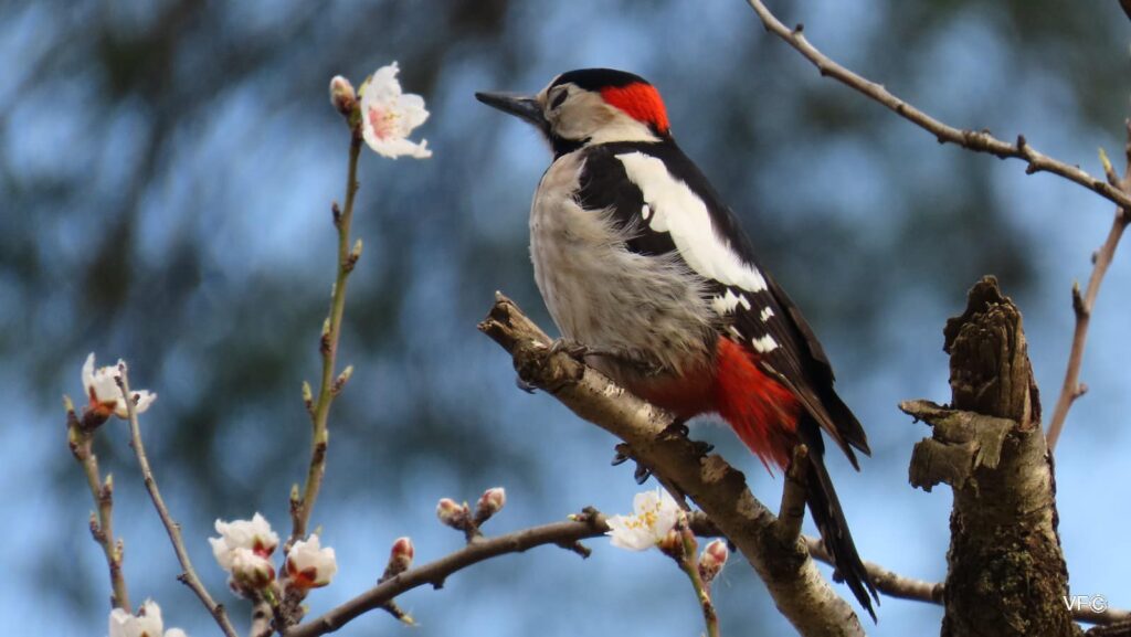 Discover how birds and gazelles adapt to winter in Jerusalem