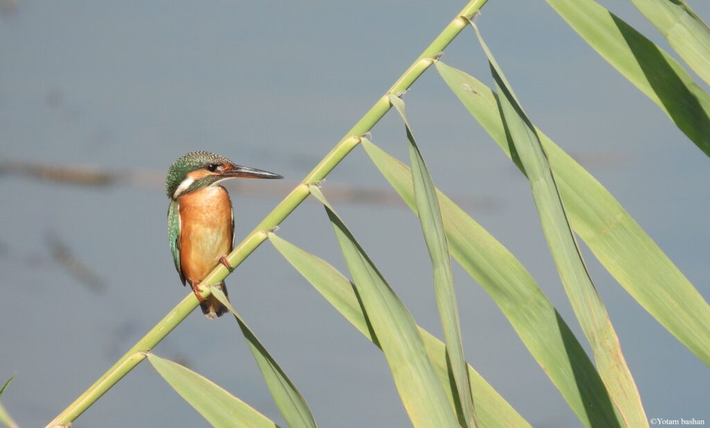 Learn to identify birds, choose equipment, and explore great birding spots