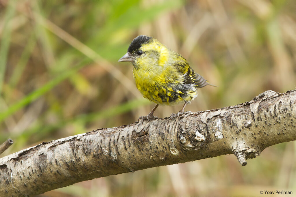 Search for seedeaters, thrushes and other birds