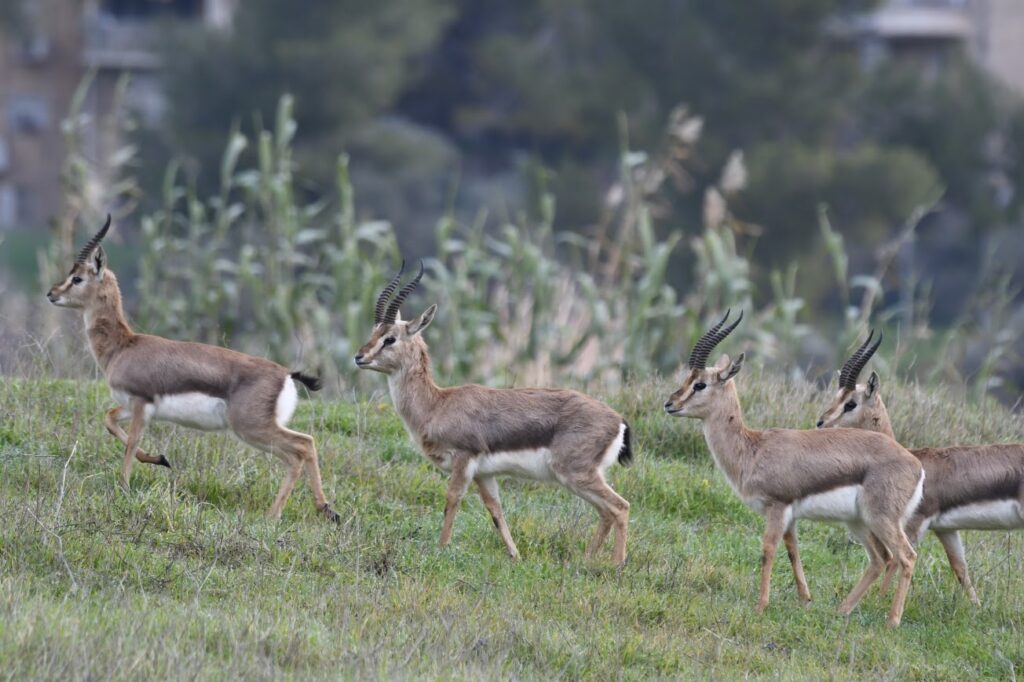 Discover Jerusalem’s wintering birds in the heart of the valley
