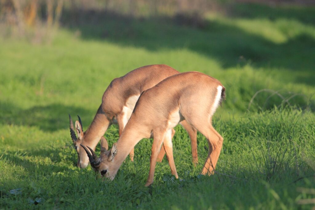 Take in peak spring migration as birds pause to rest in Jerusalem