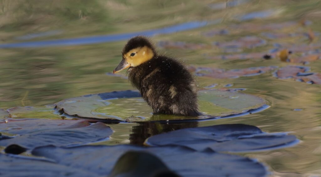 Enjoy the first signs of spring as flowers bloom and birds begin to migrate