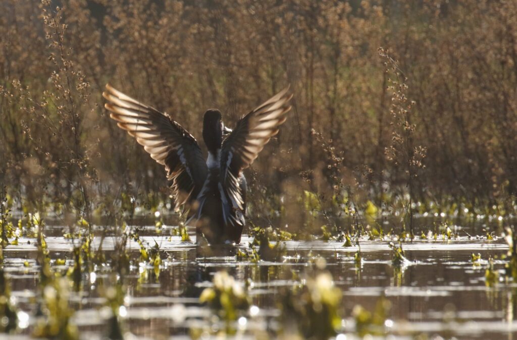 Discover how birds and gazelles adapt to winter in Jerusalem