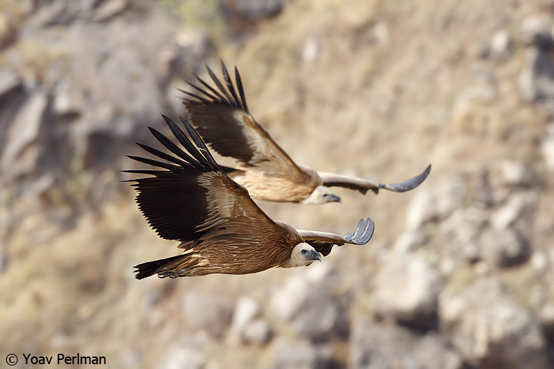 Experience canyon cliffs, desert springs, and Griffon Vultures in the Zin Canyon