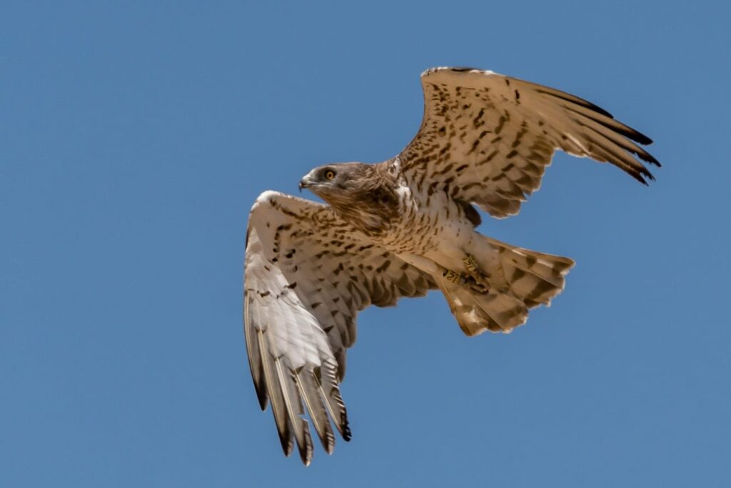 Search for wintering ducks and other birds across fields, ponds, and open habitats
