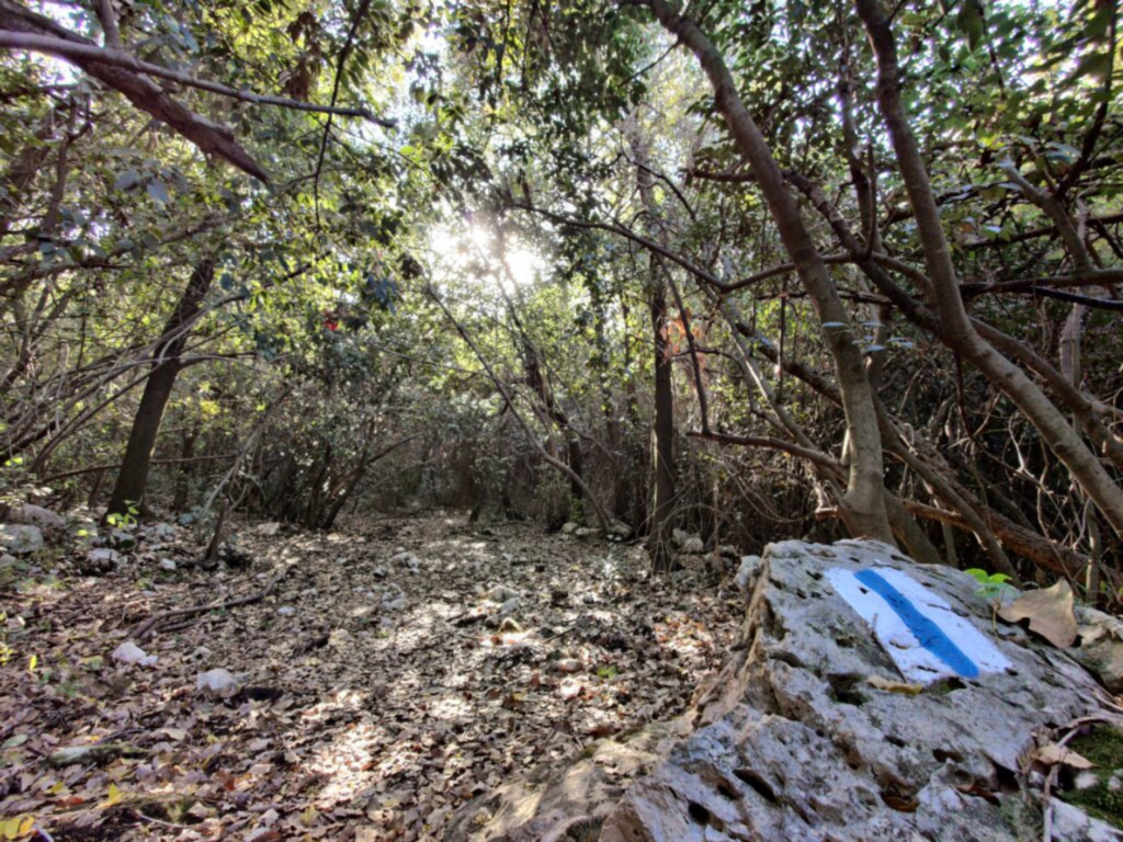 On Tu B’Shvat, join us for a thoughtful conversation about what planting trees really means for Israel’s ecosystems.