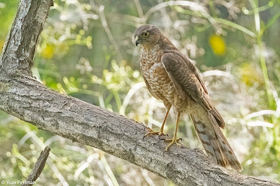 Spend the morning with early migrants, lingering winter birds, and spring blooms in Nahal Cos