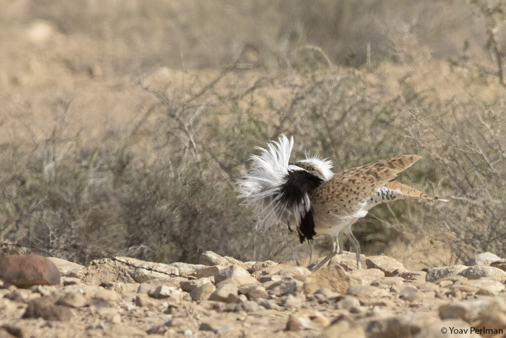 Witness one of the Negev’s most remarkable springtime courtship displays
