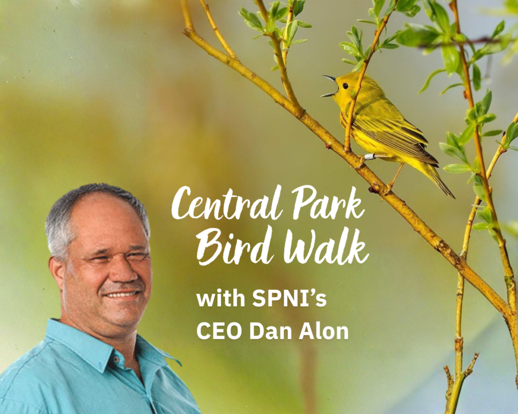 Come see Central Park's amazing birds as only an Israeli expert birder can.