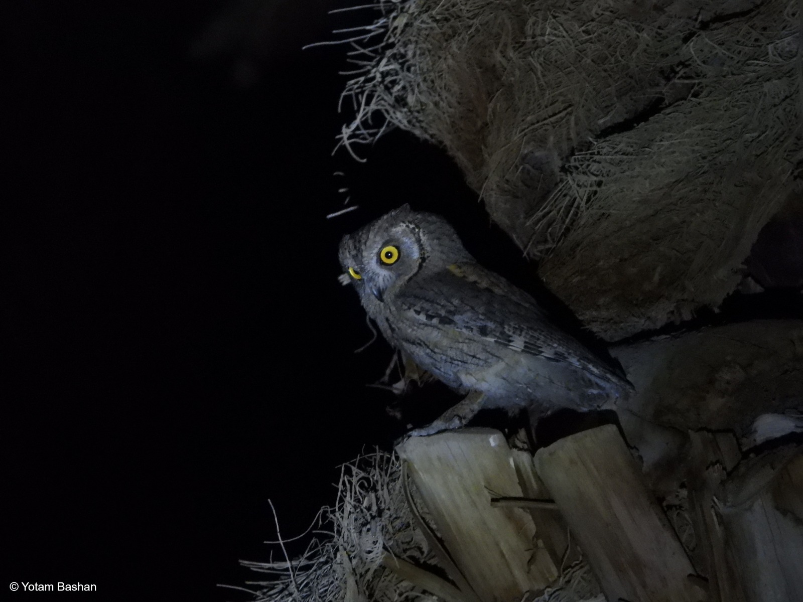 Owls of the Dead Sea