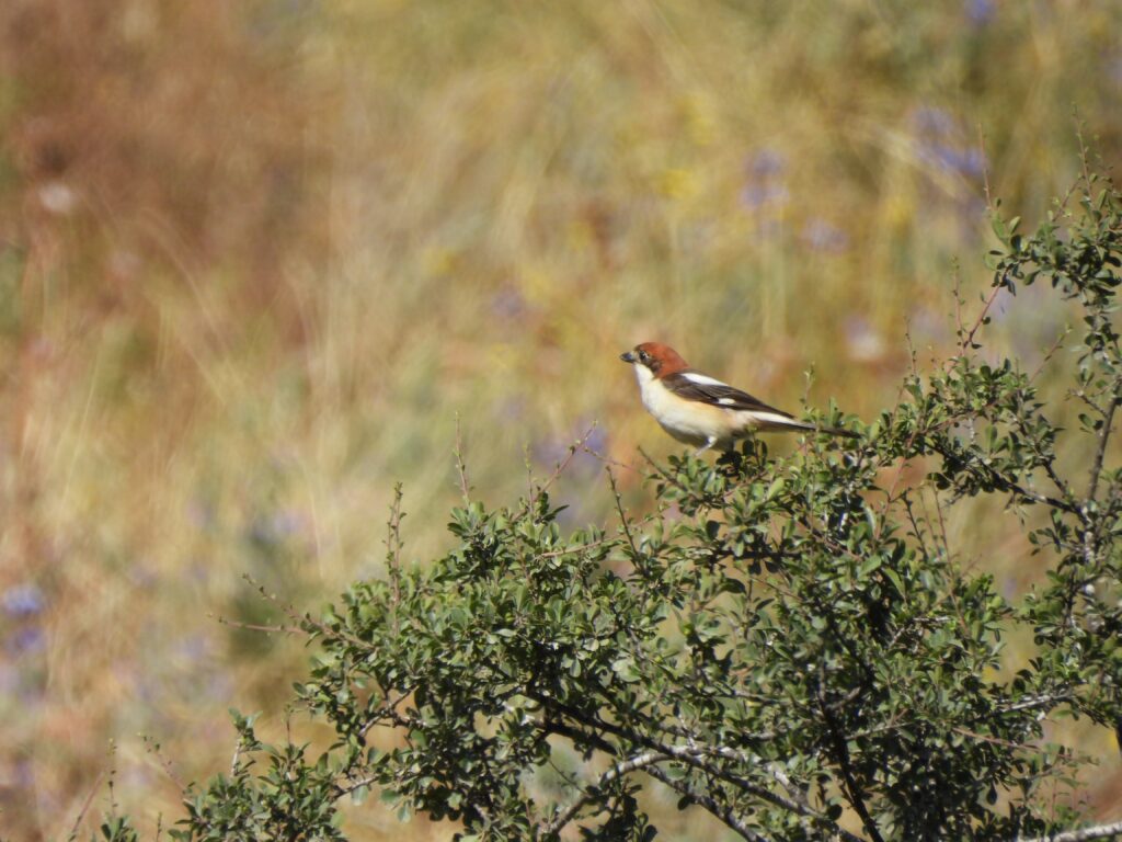 Enjoy a spring morning of birds, blooms, and butterflies