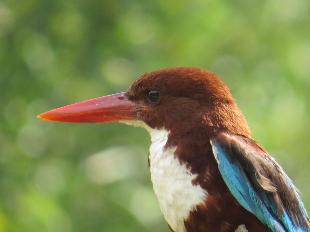 Watch nature come alive in the heart of the city