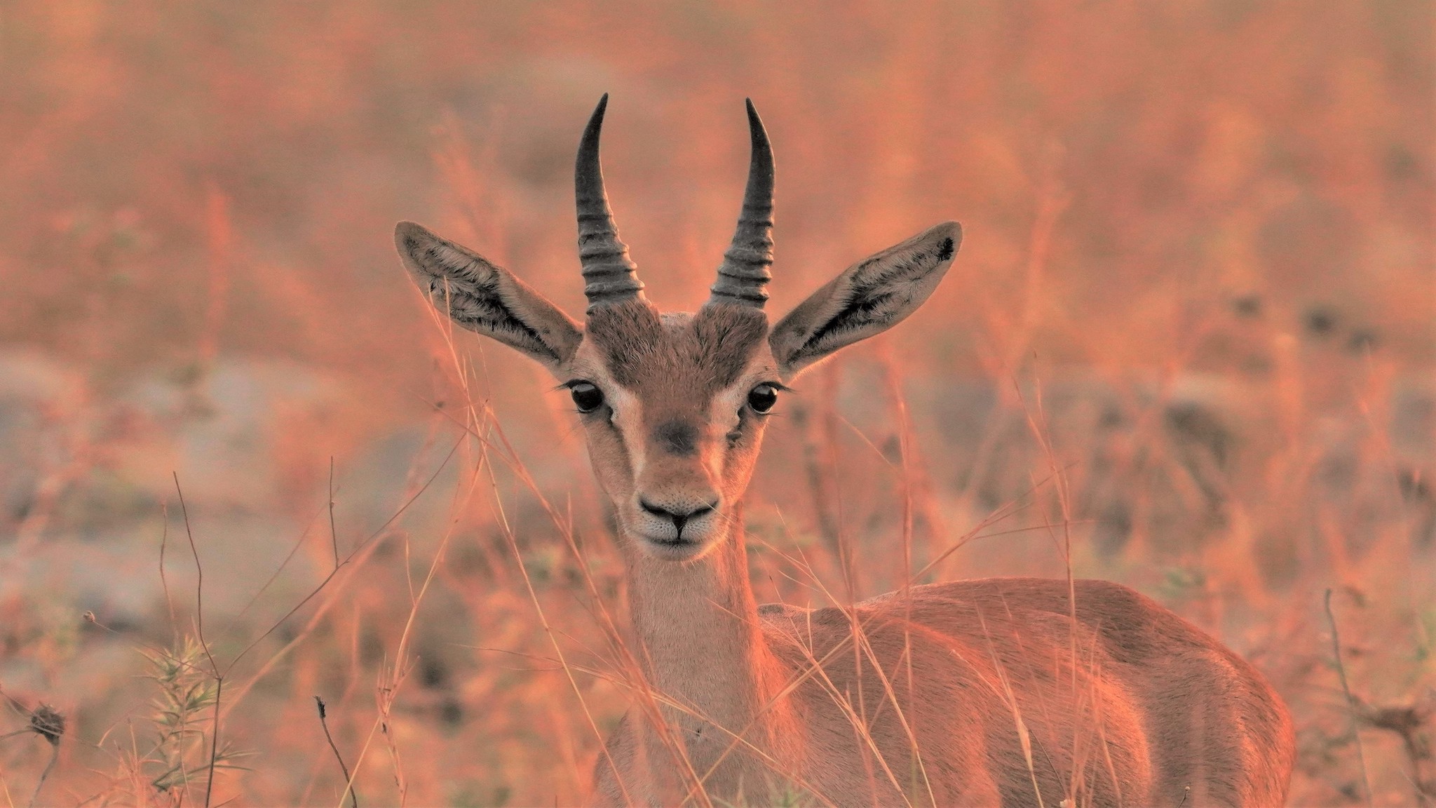 Three Huge Wins for Israeli Nature in Just One Week!