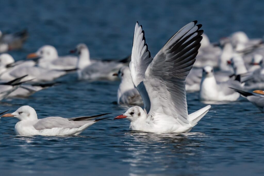 Spot pelicans, kingfishers, and more at the height of fall migration