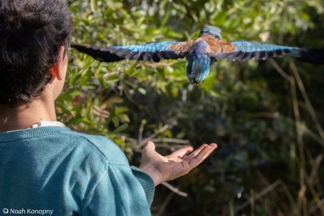European Roller