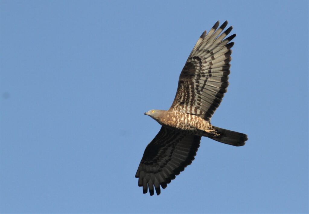 Witness the morning flight of Israel's migrating raptors