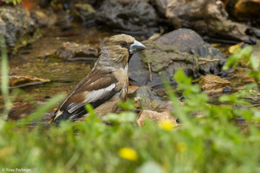 A morning walk among Jerusalem’s wintering birds